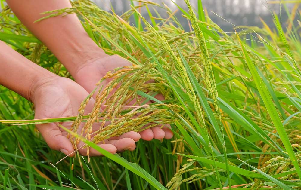 Turnaround-to-sustain­able-rice-web